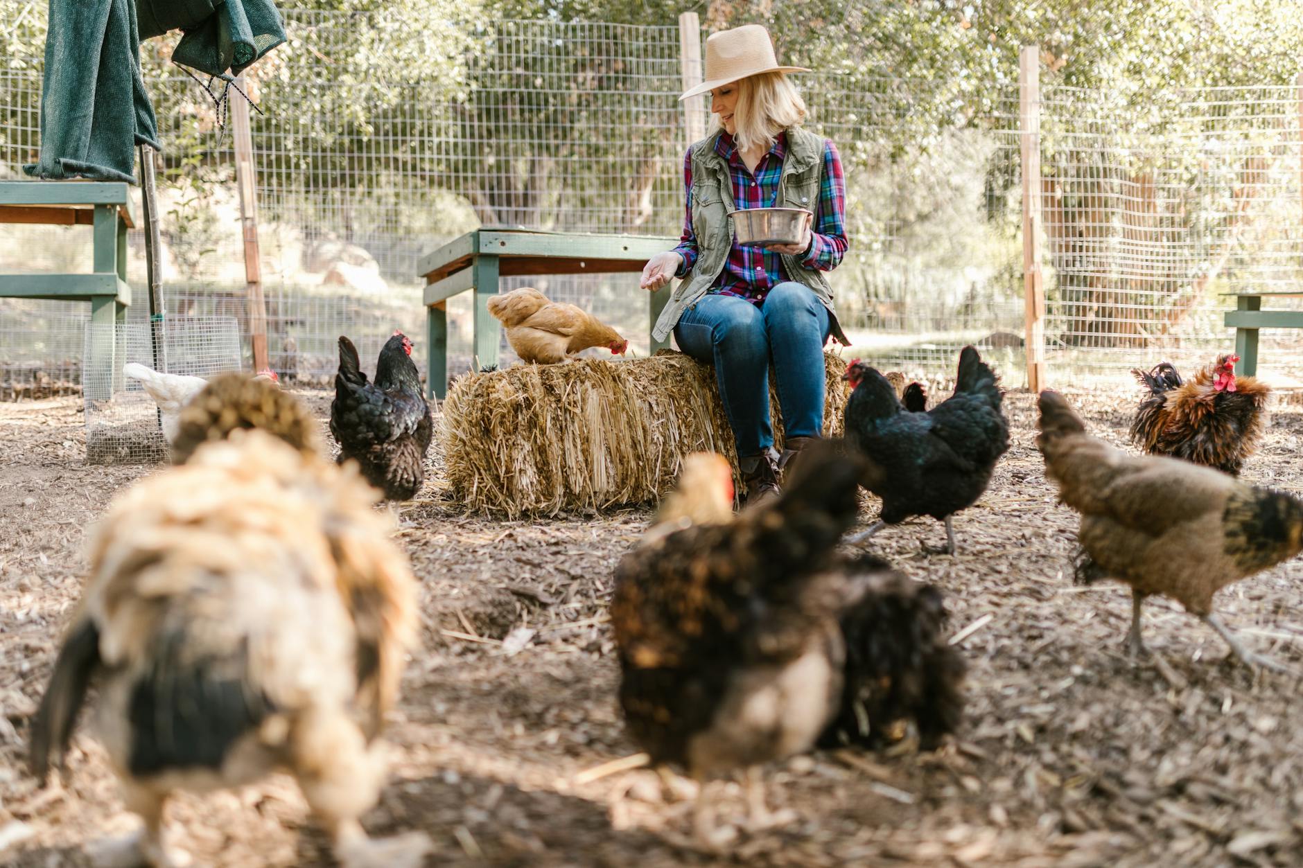 woman feeding the chickens Inspiring Reasons to Start Your Own Farm