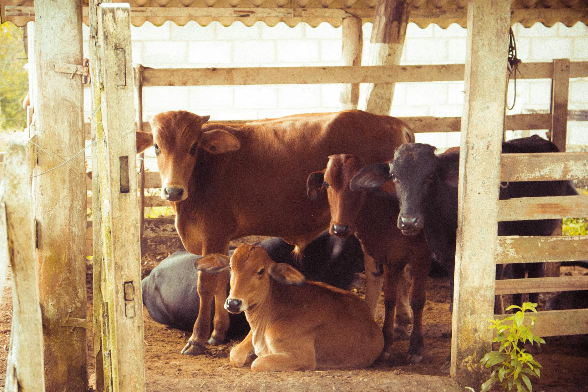herd of brown calf Inspiring Reasons to Start Your Own Farm