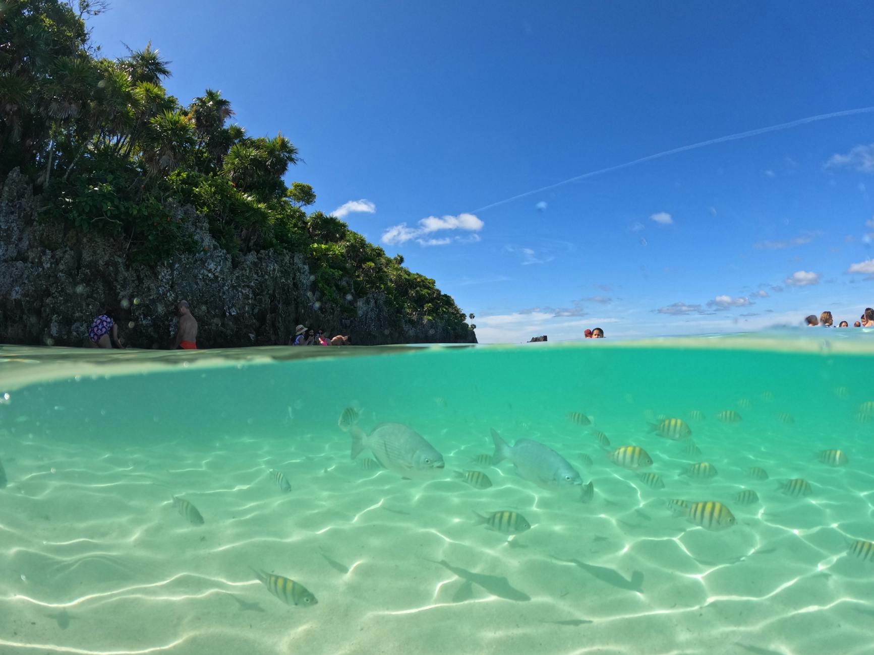 Why Honduras Property Investment Is a Smart Choice for Your Real Estate Portfolio 12 celadon green sea with fish and palm trees Why Honduras Property Investment Is a Smart Choice for Your Real Estate Portfolio