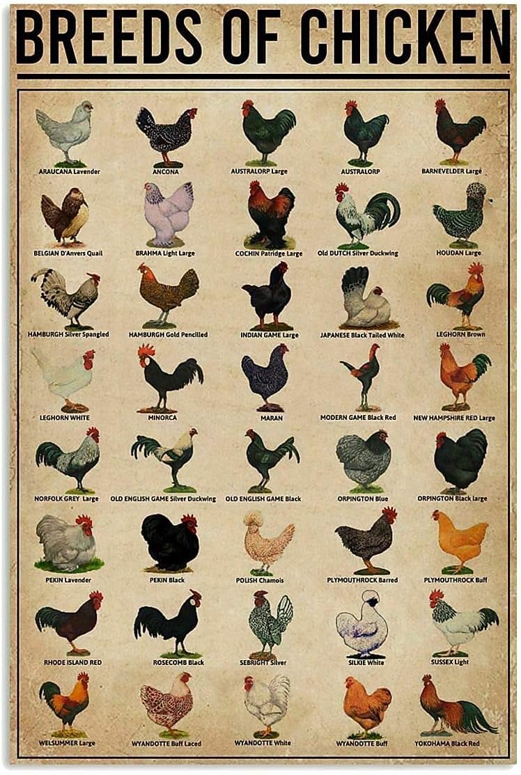 Choosing the Right Chicken Breed for Your Homestead 15 Infographic displaying various breeds of chickens, featuring illustrations of each breed along with their names Breeds of Chicken Choosing the Right Chicken Breed for Your Homestead