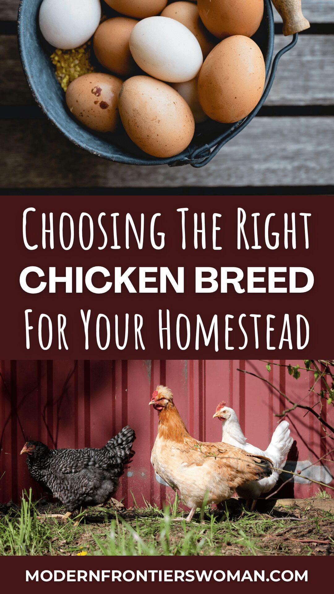 choosing the right chicken breed for your homestead