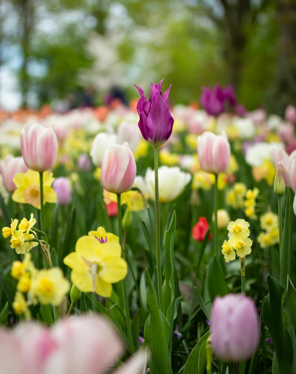 depth of field photography of tulip flowers Spring Garden Prep Guide: Simple Upgrades with Big Impact