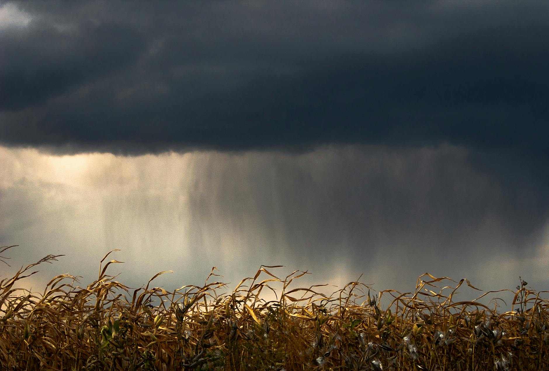 view of a dry corn field under a cloudy sky 9 Tips to Plan Ahead for the Next Farming Season