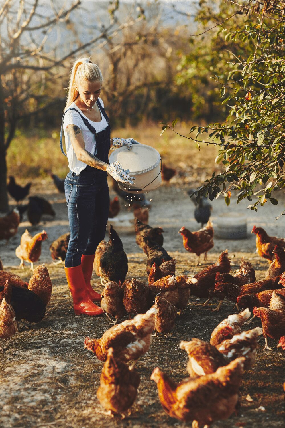 A person in a white t-shirt and overalls, wearing red rubber boots and gloves, is feeding a group of chickens on a homestead. Choosing the Right Chicken Breed for Your Homestead