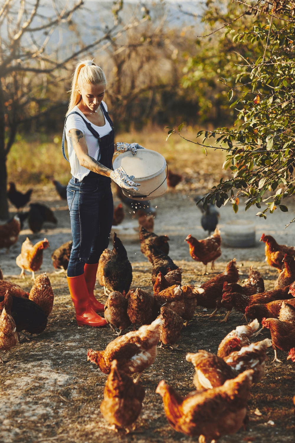 Choosing the Right Chicken Breed for Your Homestead 17 A person in a white t-shirt and overalls, wearing red rubber boots and gloves, is feeding a group of chickens on a homestead. Choosing the Right Chicken Breed for Your Homestead