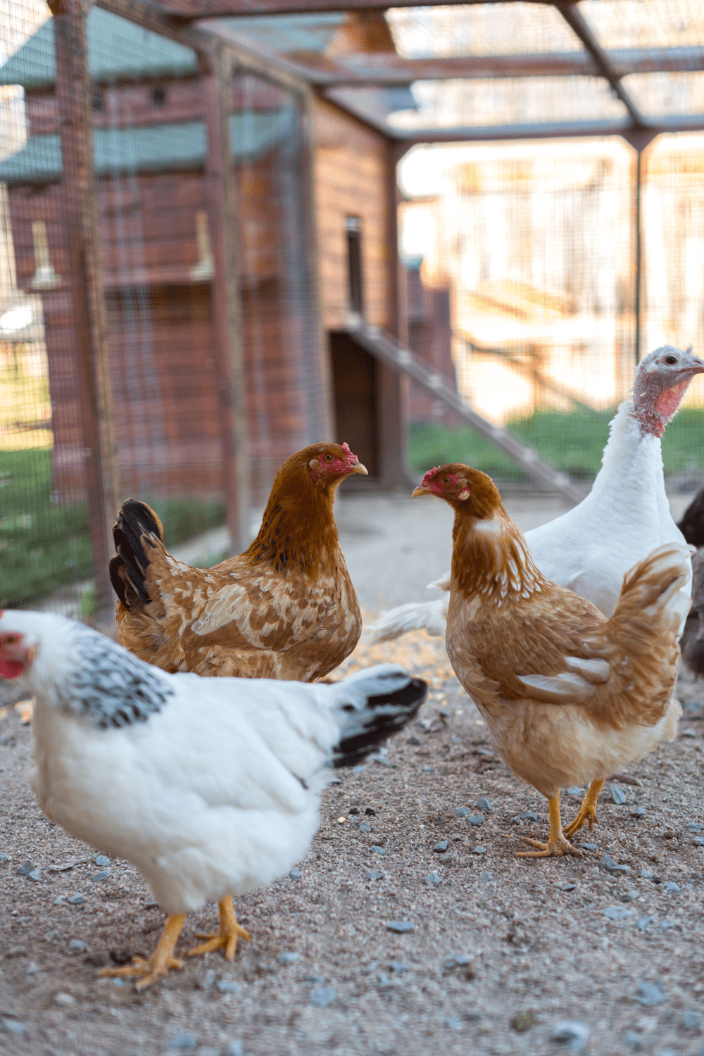 Choosing the Right Chicken Breed for Your Homestead 19 A group of chickens, including brown and white varieties, gathered outside in a fenced area, with a wooden coop visible in the background. Choosing the Right Chicken Breed for Your Homestead