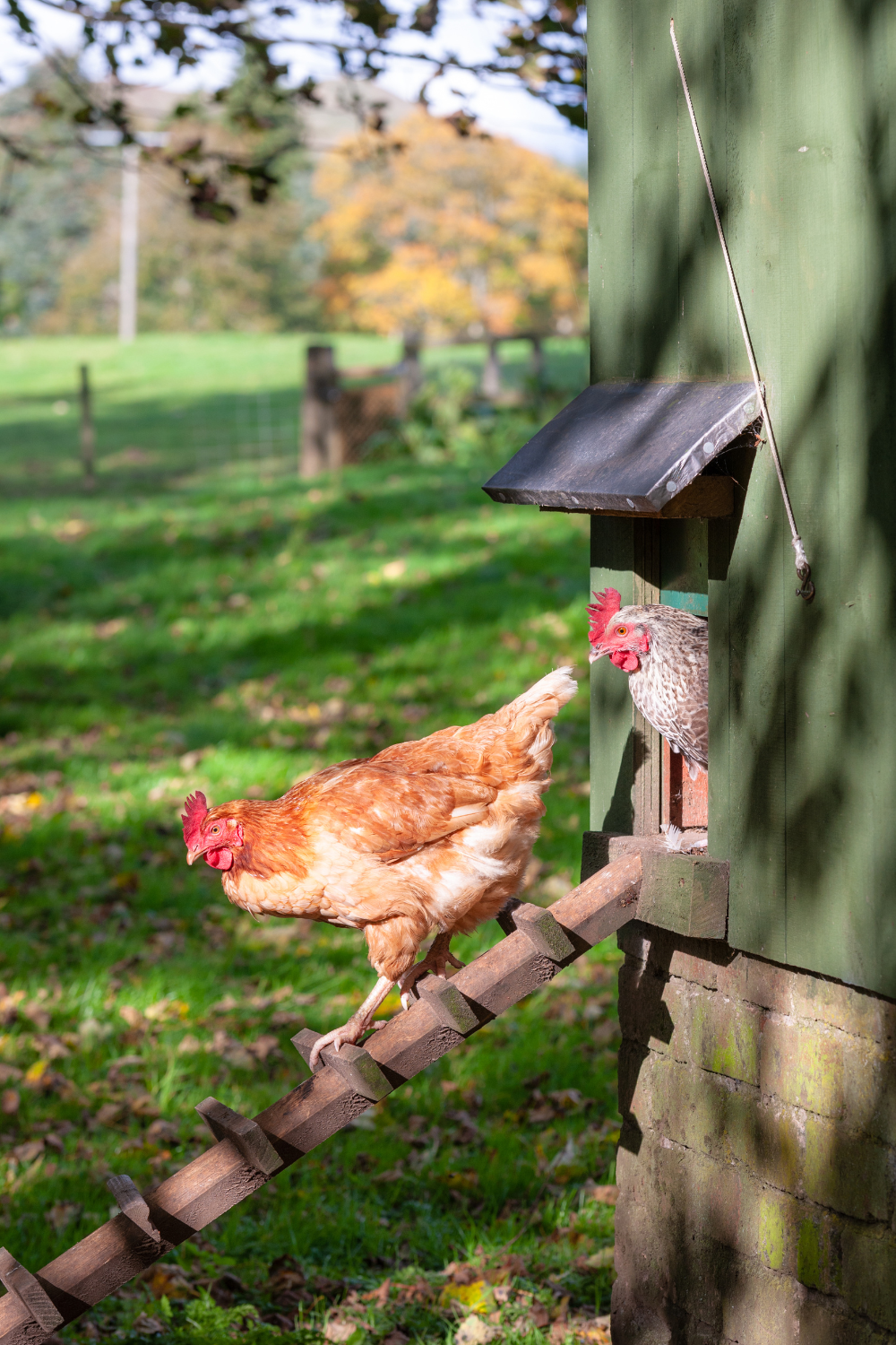 Choosing the Right Chicken Breed for Your Homestead 20 A brown chicken descending a wooden ramp from a coop, while another chicken peers out from the coop entrance, set in a green pasture. Choosing the Right Chicken Breed for Your Homestead