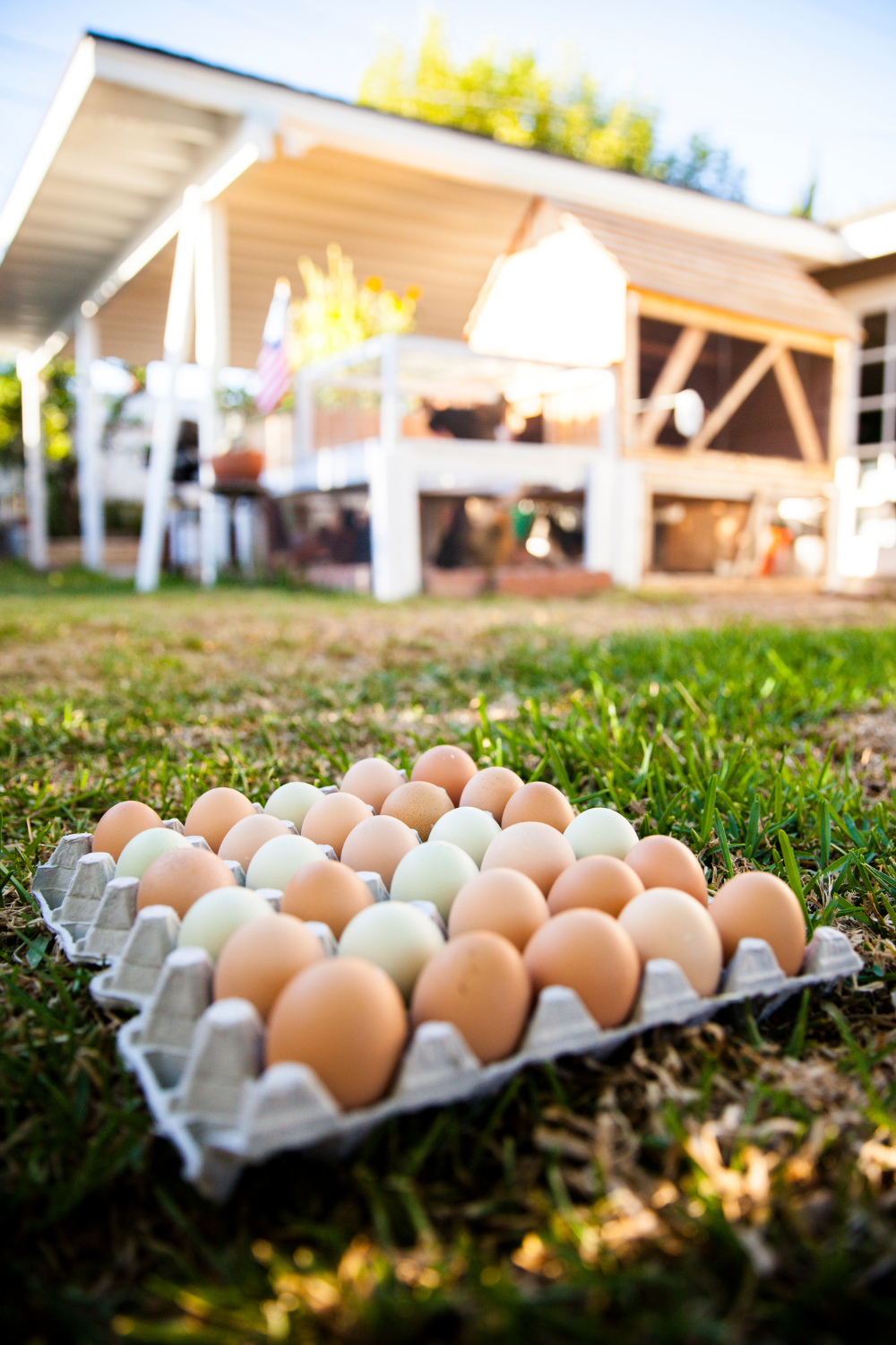 Choosing the Right Chicken Breed for Your Homestead 18 A collection of fresh eggs in various colors resting on a carton, set on green grass with a blurred backyard chicken coop in the background. Choosing the Right Chicken Breed for Your Homestead