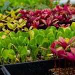 green and red plants on black pots