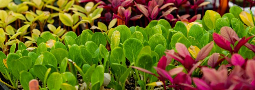 green and red plants on black pots