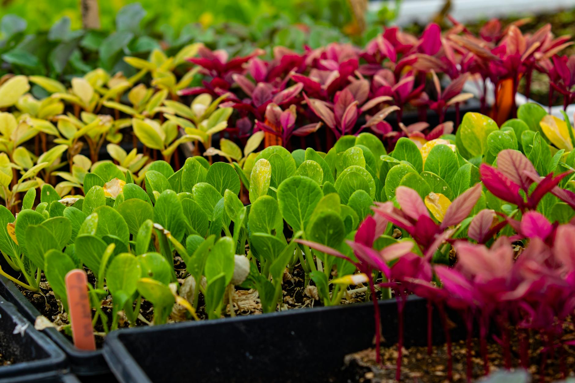 green and red plants on black pots