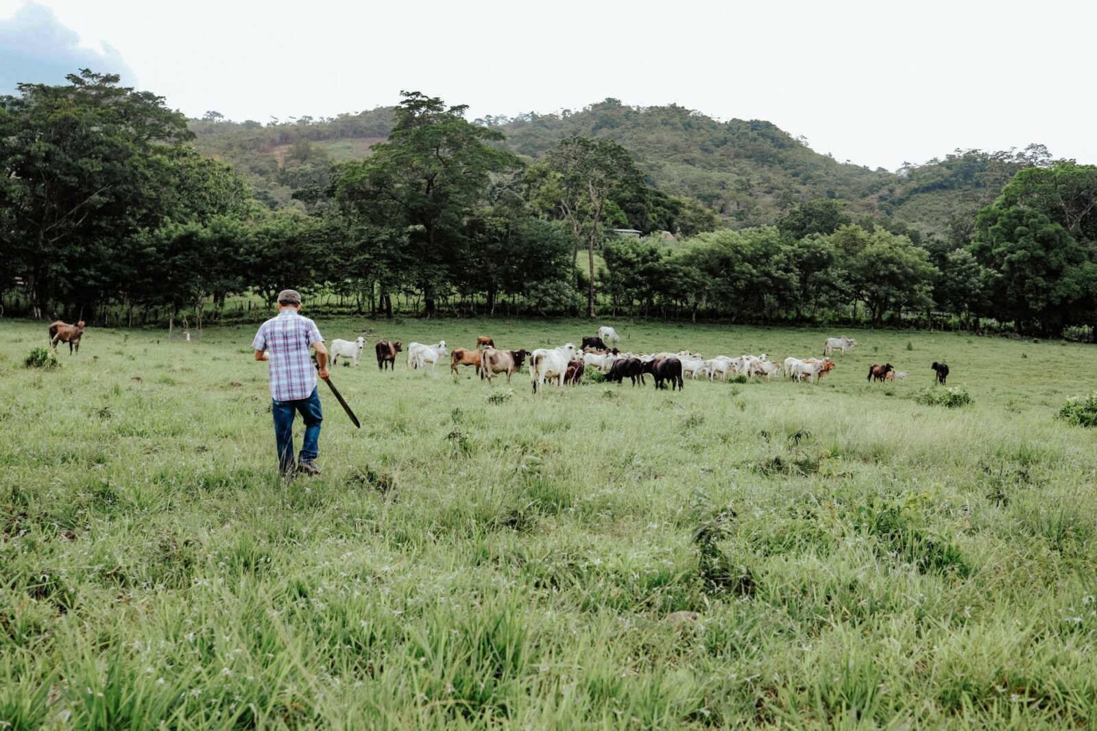 farmer and cows on pasture Rotational Grazing: Building Healthier Soil, Livestock, and Food