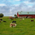 Rotational Grazing