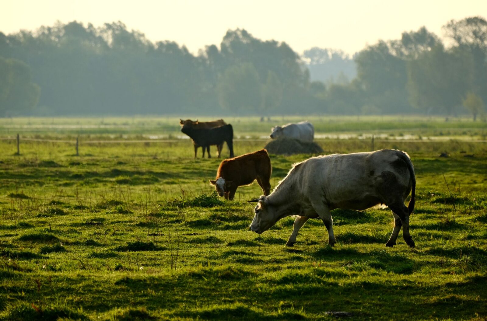 cattle grazing peacefully in sunlit field Rotational Grazing: Building Healthier Soil, Livestock, and Food