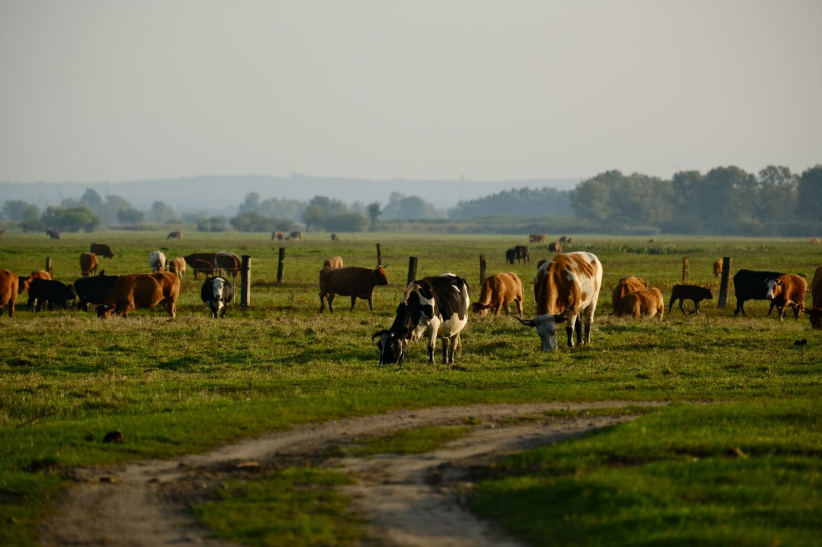 peaceful cattle grazing in pastoral landscape Rotational Grazing: Building Healthier Soil, Livestock, and Food
