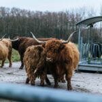 cattle fence design