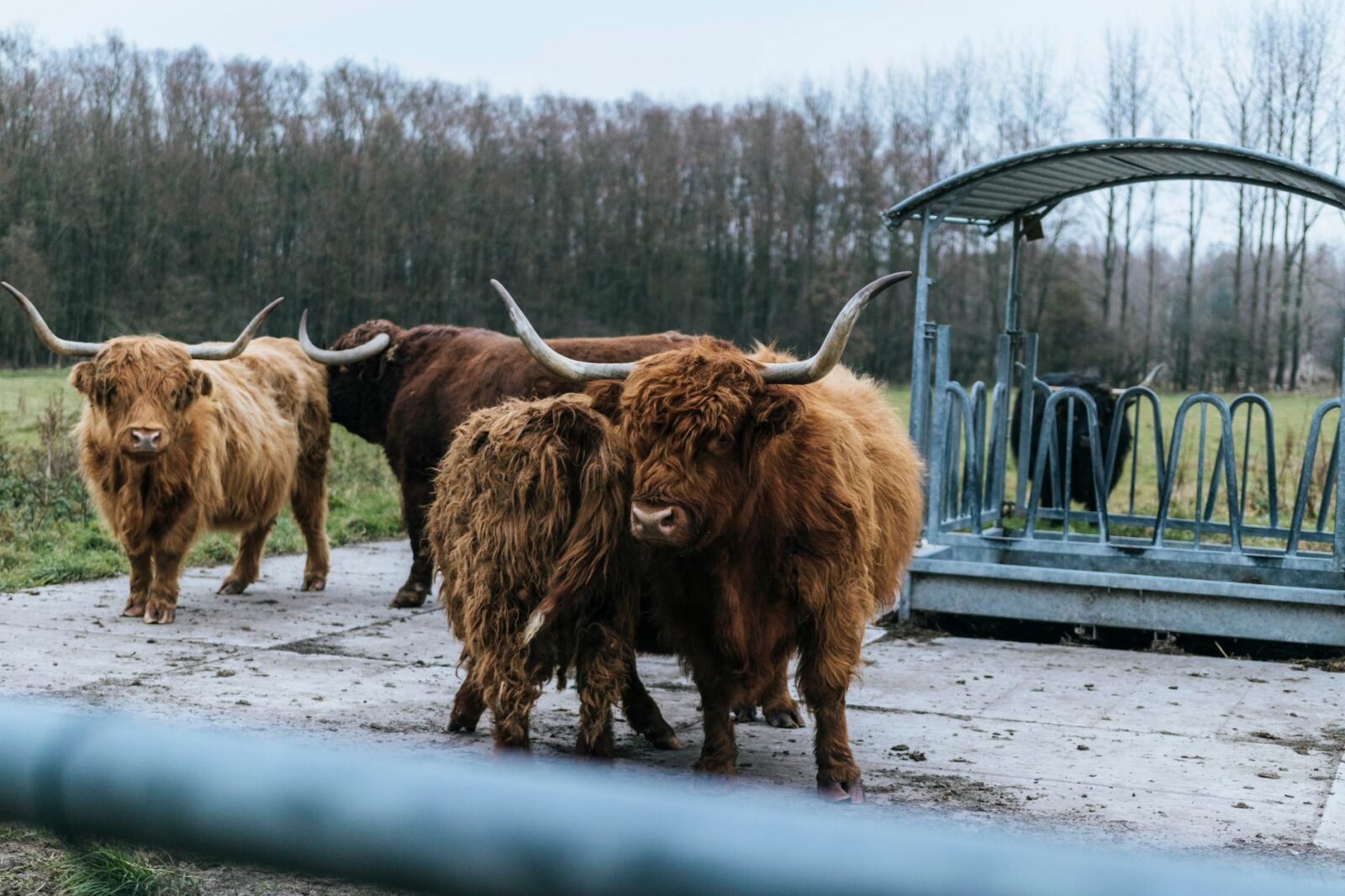 cattle fence design