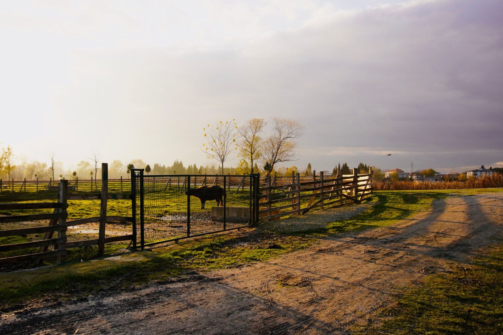 serene farm at sunset with lone cow grazing Cattle Fence Design: Planning Corrals, Gates, and Working Pens