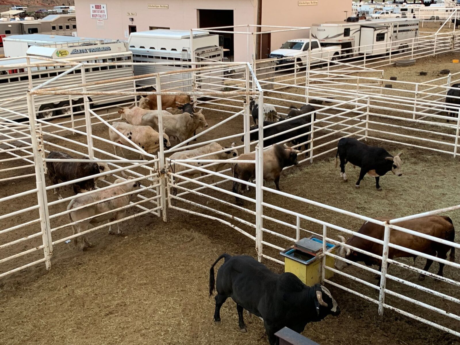 a group of animal inside fence Cattle Fence Design: Planning Corrals, Gates, and Working Pens
