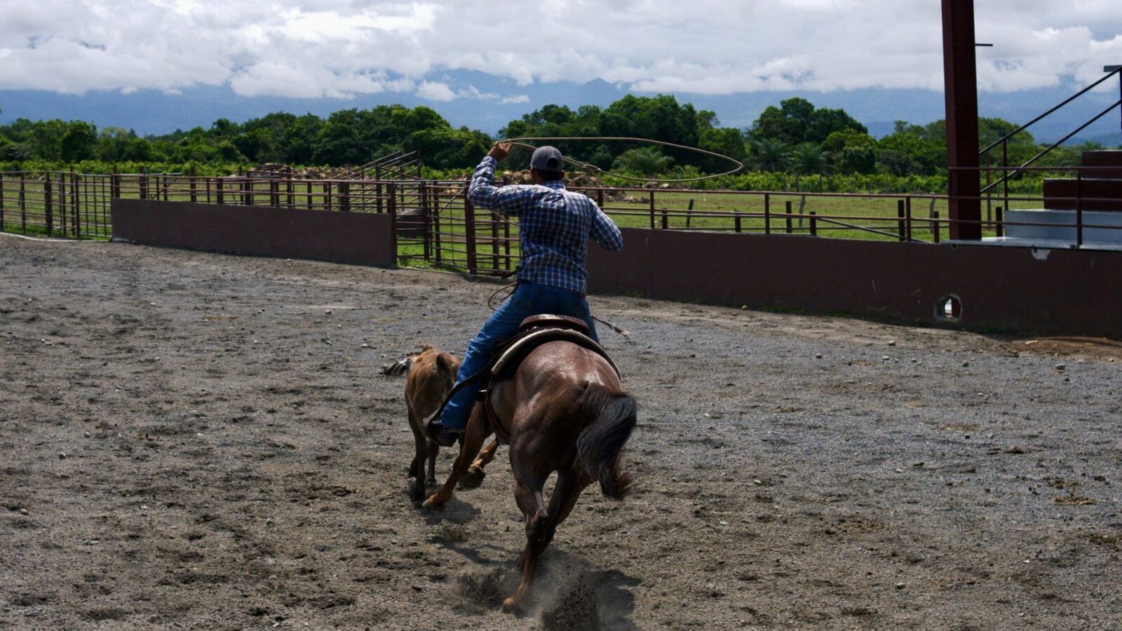 cowboy lassoing calf at outdoor rodeo arena Cattle Fence Design: Planning Corrals, Gates, and Working Pens