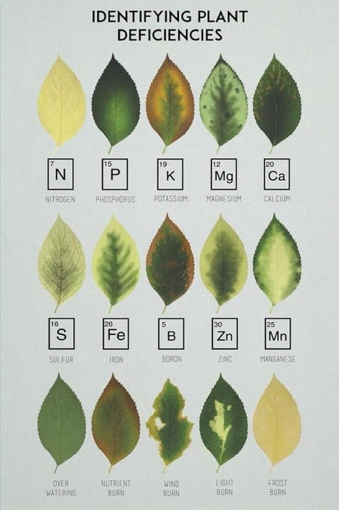Understanding Plant Nutrients for Healthier Gardens 18 Plant Deficiency Chart Poster Botanical Nutrient Guide Canvas Art