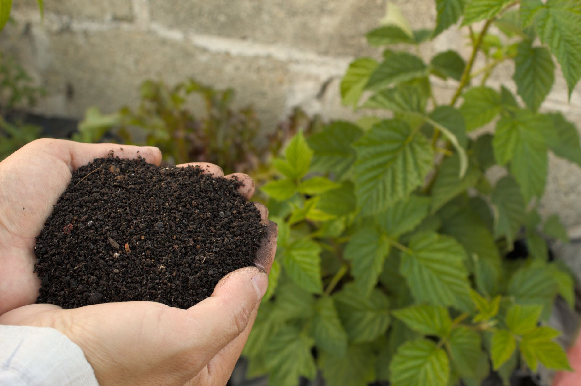 Understanding Plant Nutrients for Healthier Gardens 15 hands holding rich organic compost in garden Understanding Plant Nutrients for Healthier Gardens