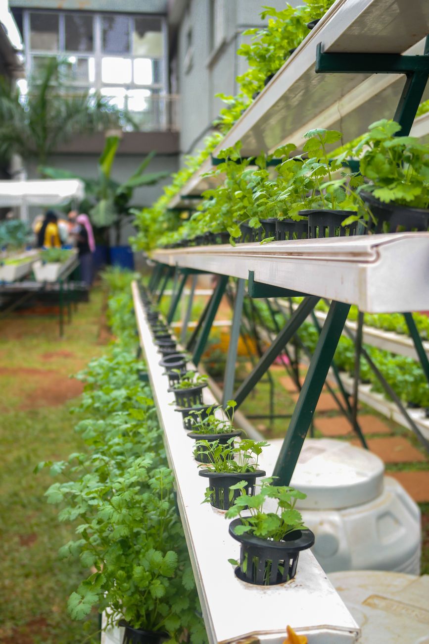 Understanding Plant Nutrients for Healthier Gardens 17 urban aquaponics in kampala central uganda Understanding Plant Nutrients for Healthier Gardens