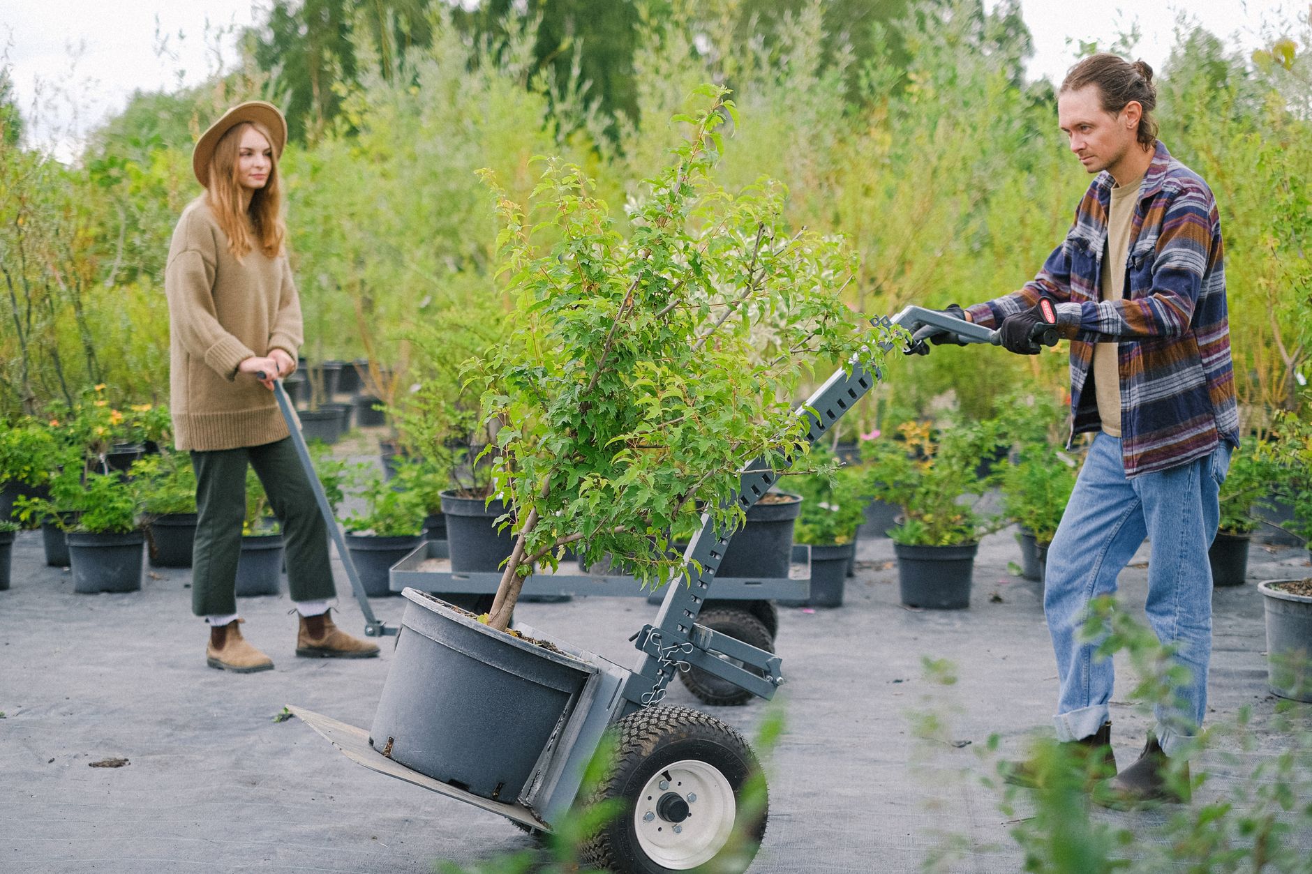 gardeners moving heavy plants on cart in garden Smart Plant Sourcing for Landscaping Projects